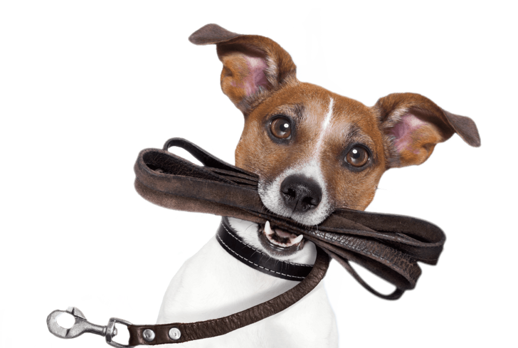 Adiestramiento de perros - adiestramiento canino - animales en casa