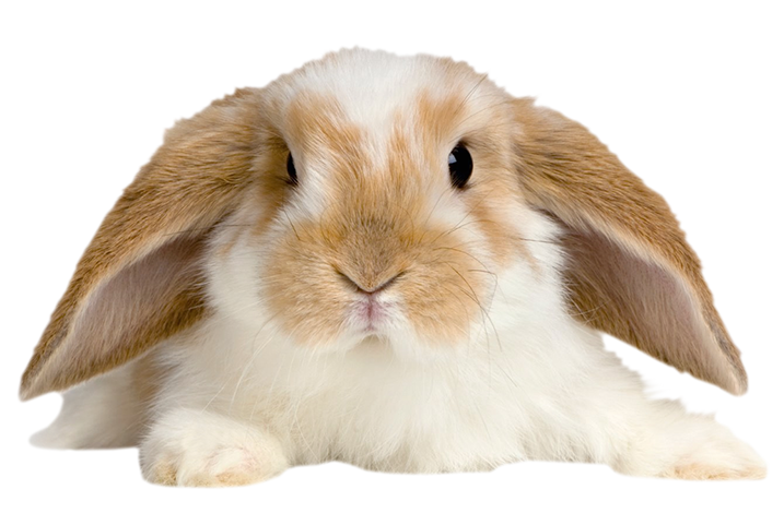 conejo doméstico - animales domésticos - animales de casa